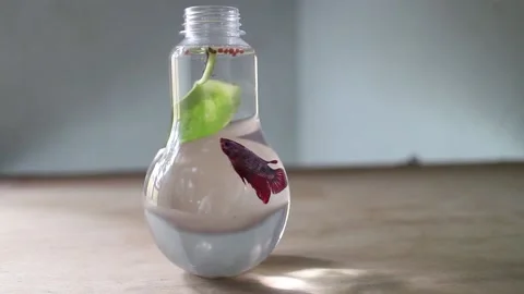 Beautiful Siamese fighting fish Stock Footage 208306877