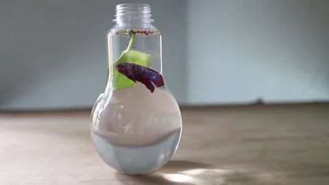 Beautiful Siamese fighting fish Stock Footage 208306884