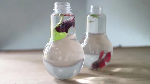 Beautiful Siamese fighting fish Stock Footage 208306912