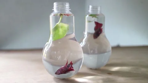 Beautiful Siamese fighting fish Stock Footage 208306913