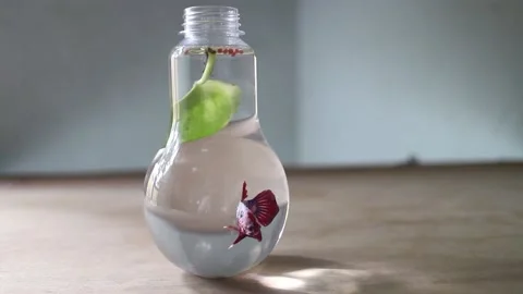 Beautiful Siamese fighting fish Stock Footage 208306928