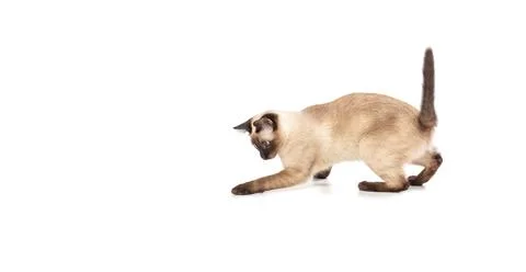 Beautiful Siamese kitten Stock Photos