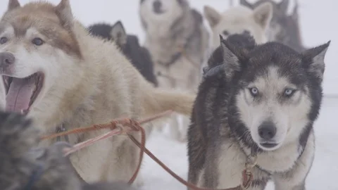 Beautiful Siberian Husky dogs in  winter landscape Stock Footage