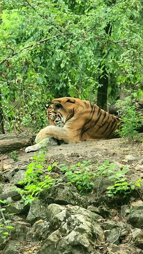 Beautiful Siberian tiger Stock Footage 317691604