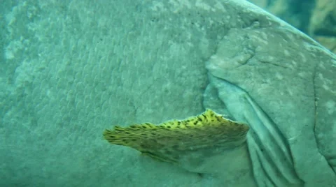 Beautiful side of the big fish 스톡 동영상 60801055