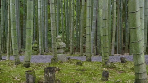 Beautiful sideways slider over bamboo trees and stone statue Stock Footage 346849277