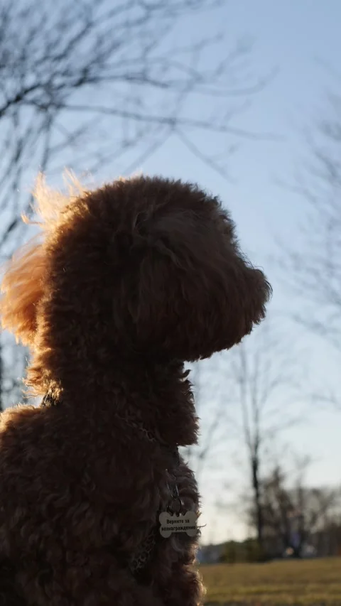 A beautiful silhouette of a dog at sunset while enjoying a lovely evening in a Stock Footage 307839843