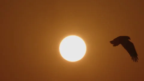 Bird of prey in meadow at sunset. Lens 2, Stock Video