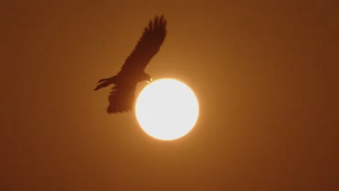 oiseau faucon volant