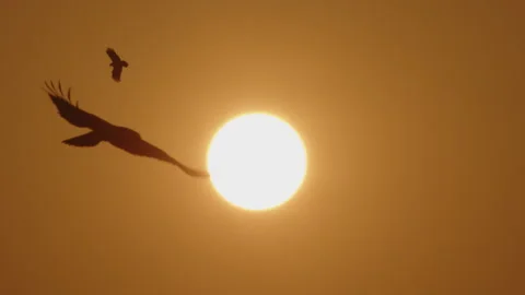 Bird of prey in meadow at sunset. Lens 2, Stock Video