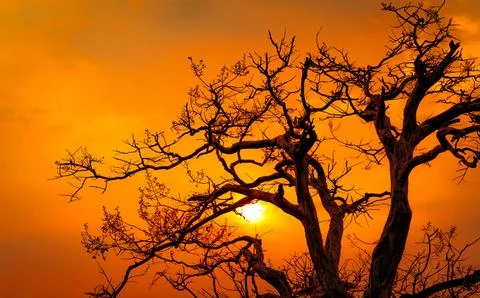 Beautiful silhouette leafless tree and sunset sky. Romantic and peaceful sc.. Foto stock