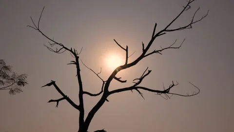 Beautiful silhouette shot of a tree without leaves with sun behind it Stock Footage 146034684