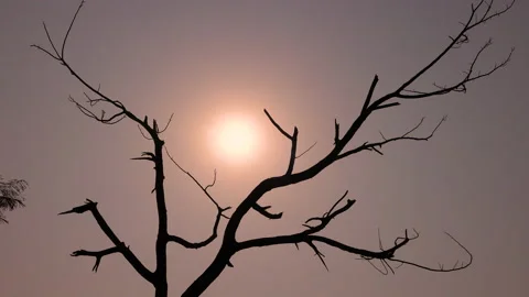 Beautiful silhouette shot of a tree without leaves with sun behind it Stock Footage 146035018
