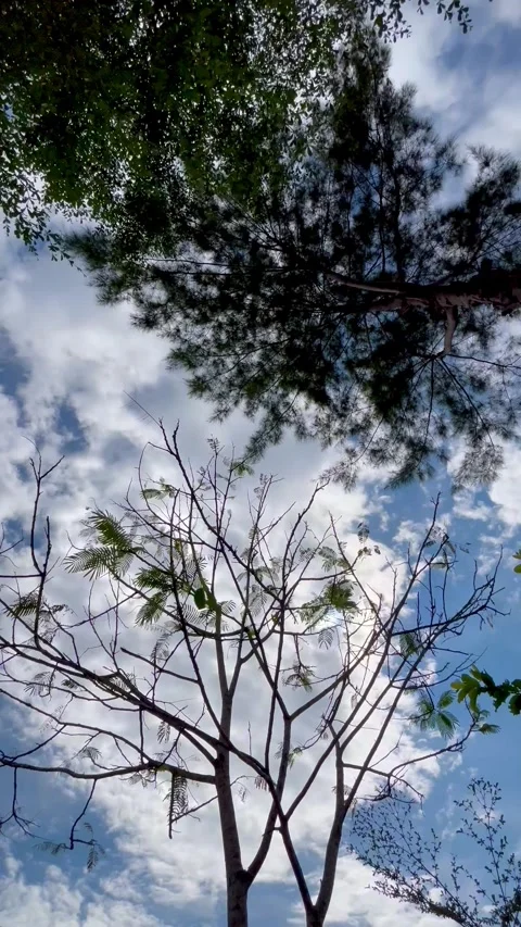 Beautiful Silhouette of Tree Branches Against Moving Blue Sky and White Clouds Stock Footage 340257015