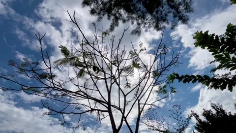 Beautiful Silhouette of Tree Branches Against Moving Blue Sky and White Clouds Stock Footage 340257026