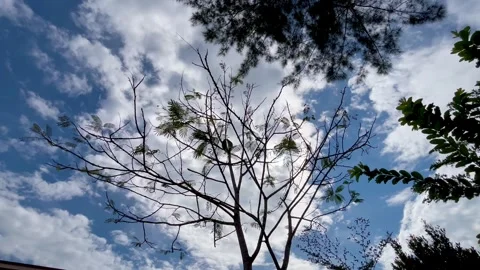 Beautiful Silhouette of Tree Branches Against Moving Blue Sky and White Clouds Stock Footage 340257035