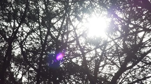 Beautiful silhouettes of tree branches against the background of the bright sun Stock Footage 185541915