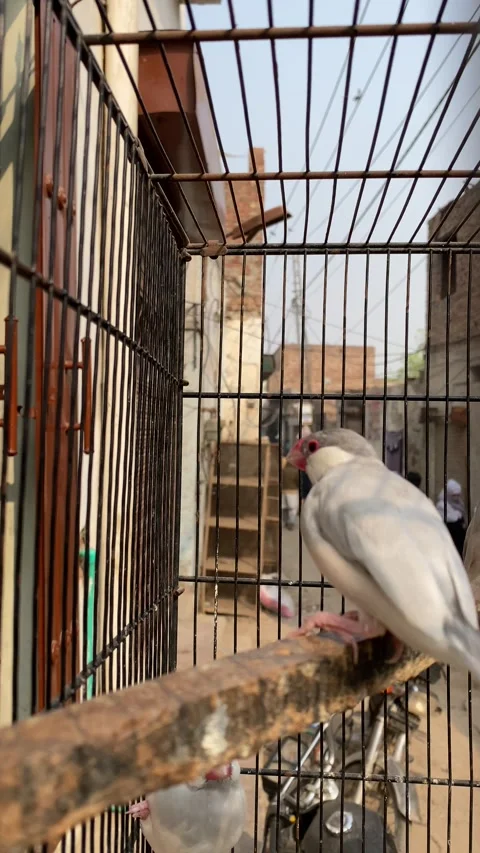 Beautiful Silver and White Bird Closeup View Stock Footage 294252201