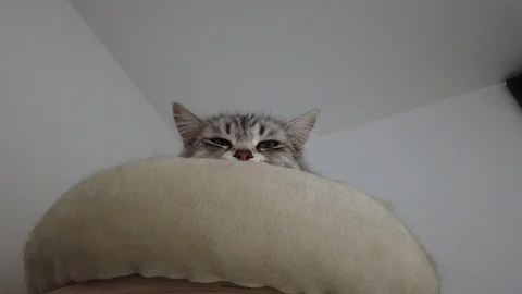 Beautiful silver cat face in relax on a scratching post Stock Footage 126355076
