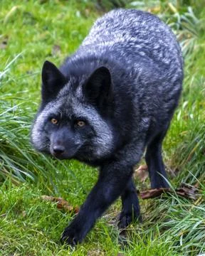 Beautiful silver fox Stock Photos