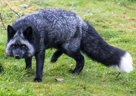 Beautiful silver fox Stock Photos