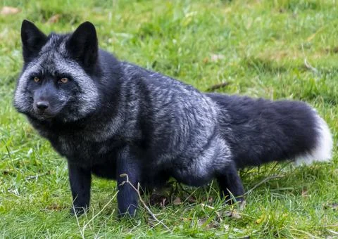 Beautiful silver fox Stock Photos