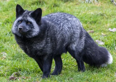 Beautiful silver fox Stock Photos