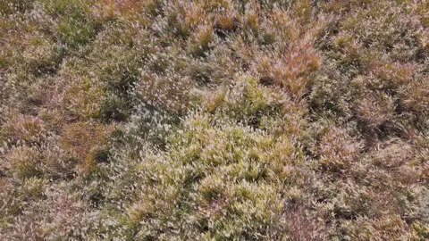 Beautiful Silver Grass Meadow Under Autumn Sky – Drone Footage Stock Footage 336974125