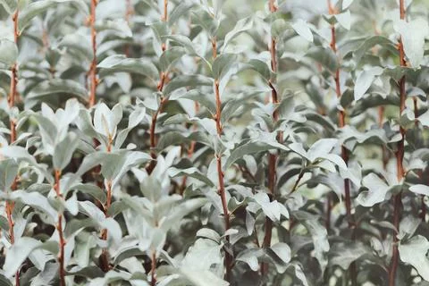 Beautiful silver leaf background or texture. Silverberry, rabbitberry Foto stock