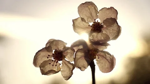 Beautiful single blooming cherry twig close up, waving on sunny background Stock Footage 78350852