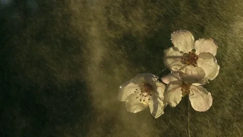 Beautiful single blooming cherry twig in water spray on dark green background Stock Footage 78351263