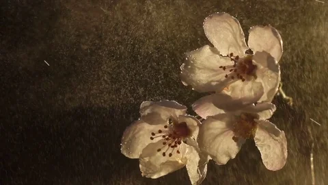 Beautiful single blooming cherry twig close up in water spray on dark background Stock Footage 78382261