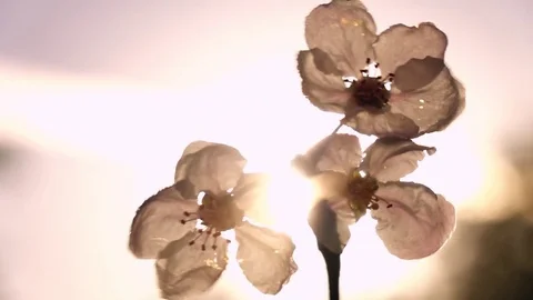 Beautiful single blossoming cherry twig, waving on sunny background Stock Footage 77716926