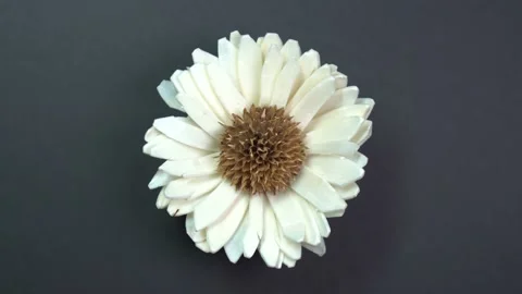 Beautiful single daisy flower fast spinning on a rotating black background. Stock Footage 89305910