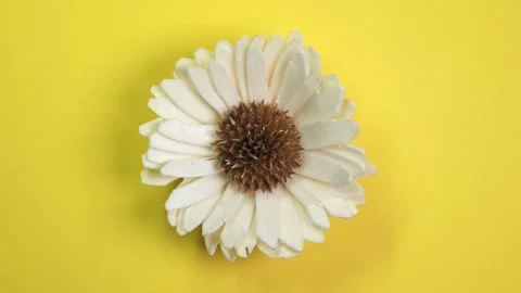 Beautiful single daisy flower fast spinning on a rotating yellow background. Stock Footage 89310014