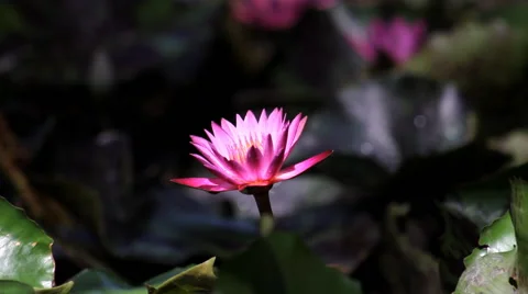 Beautiful single lotus Video stock 40198178