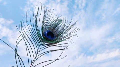 Beautiful single Peacock feather with cloudy sky background Stock Photos