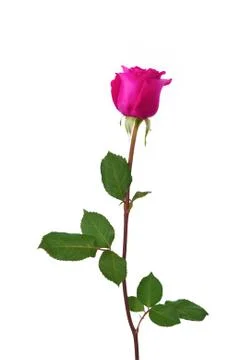 Beautiful single pink rose isolated on white Fotos de archivo