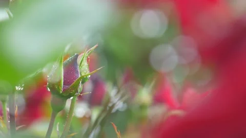 Beautiful single red rose bud with dews in extremely close-up, macro Stock Footage 207417036