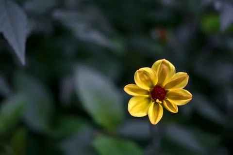 Beautiful single star-shaped eight petal young autumn yellow Dahlia Honka flower Stock Photos