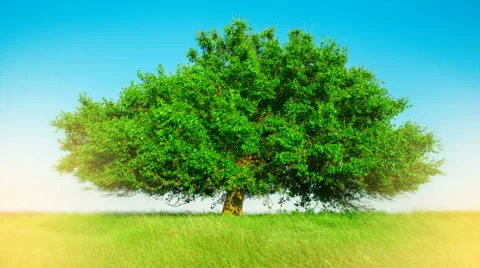 Beautiful single tree in the field Stock Footage 64234144