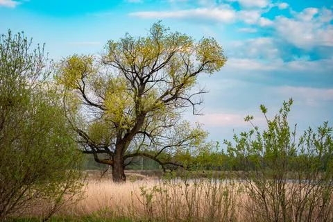 Beautiful single tree with interesting shape and tall grass Stock Photos