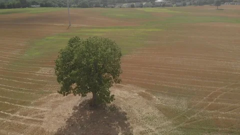 A beautiful single tree sitting by itself in the middle of farmland Stock Footage 125411585