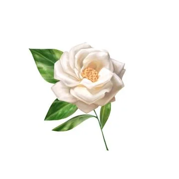 Beautiful single white rose Stock Illustration