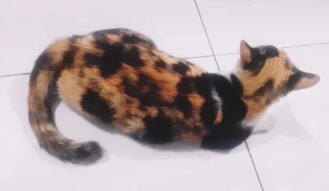 Beautiful sitting cat Stock Footage 229230912