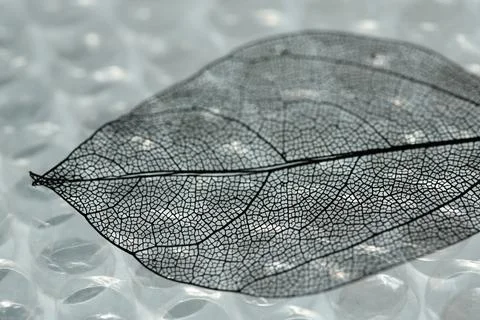 Beautiful skeleton leaf on bubble wrap, macro view Foto stock