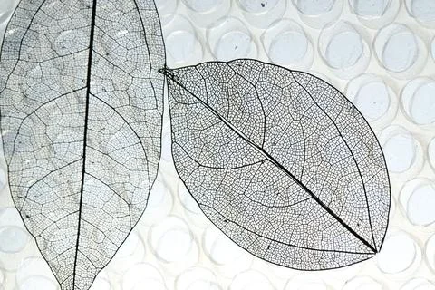 Beautiful skeleton leaves on bubble wrap, macro view Foto stock