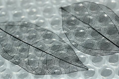 Beautiful skeleton leaves on bubble wrap, macro view Stock Photos