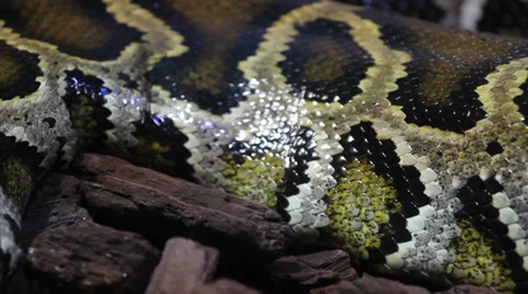 Beautiful skin detail of boa / python snake Vidéo 36599246
