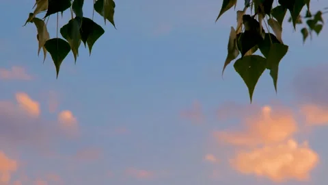 Beautiful sky against the background of green leaves of a tree. Green branches Stock Footage 212437863